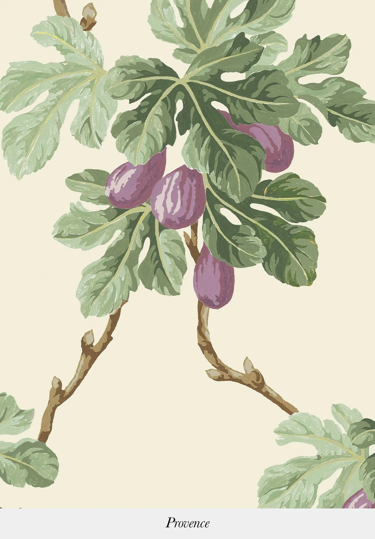 Figuier - Image 4