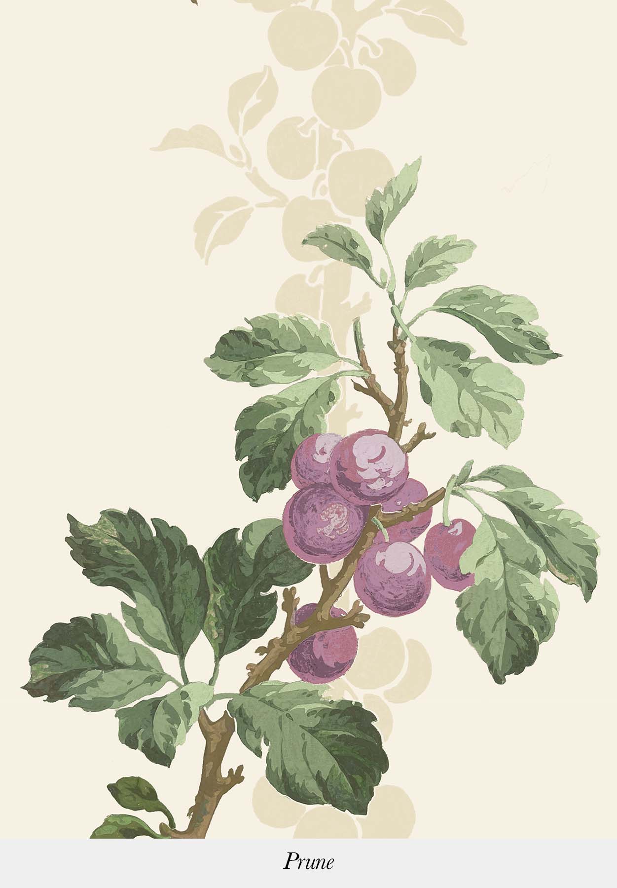 Prunus - Image 3